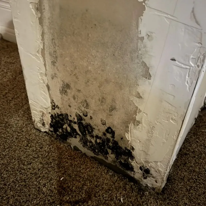 Professional Mold Removal in Coopersburg, PA